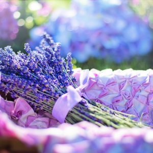For all things lavender
