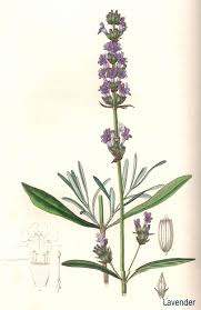 the history of lavender lotions