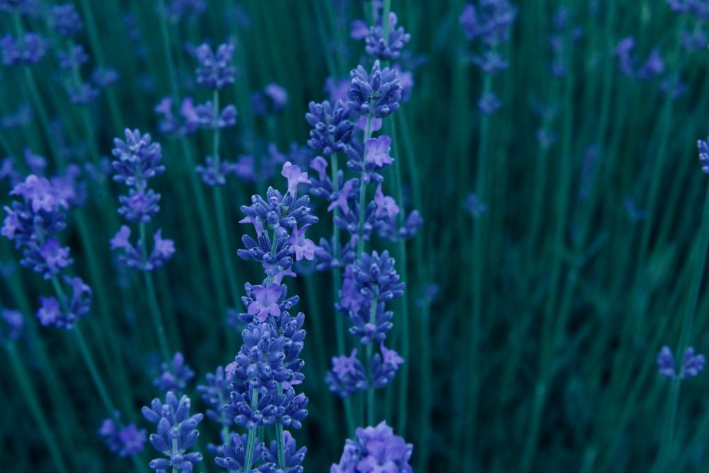 best-lavender-lotions